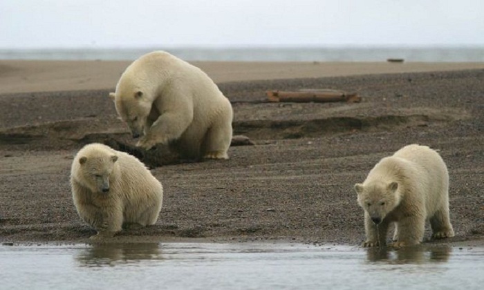 US plans to save polar bears are toothless, says climate scientist 